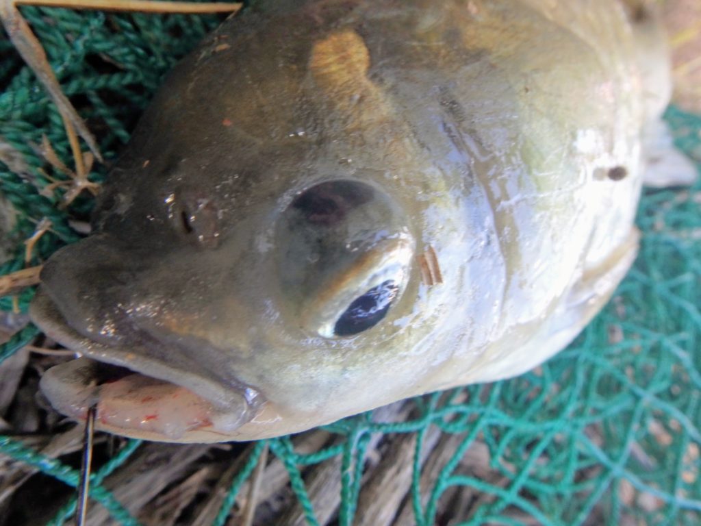 【新潟ヘラブナ釣り】初夏の鳥屋野潟水路の魚影は凄かった。 | Monos