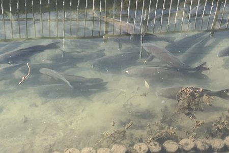 冬の浅瀬にいる鯉の群れ